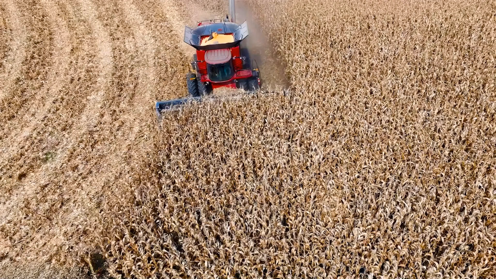 Mainero MDD-200 harvesting 15-inch corn rows